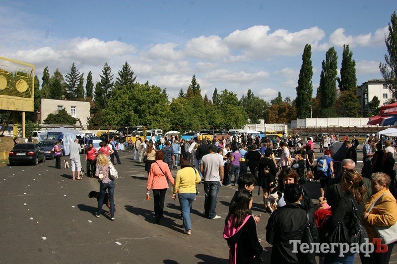В Кременчуг за медалями съехались собаки В Кременчуг за медалями съехались собаки