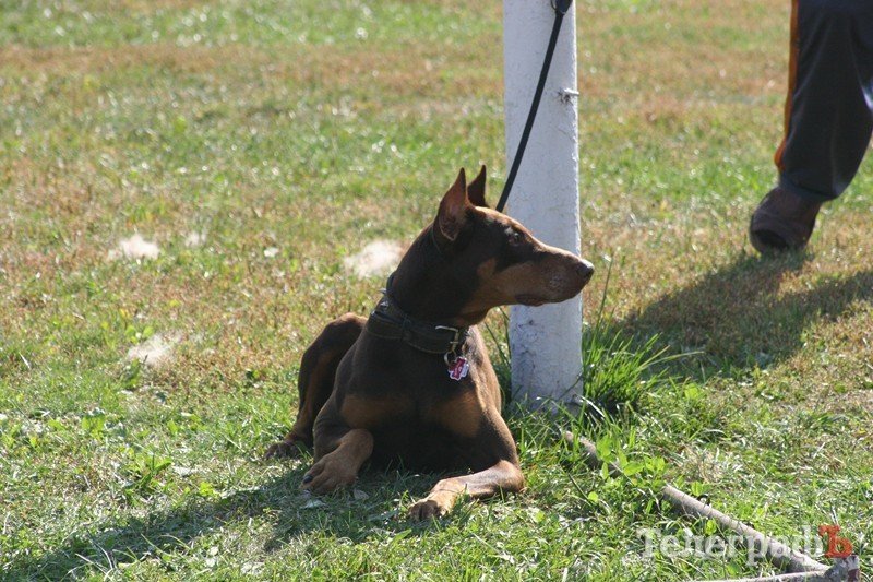 В Кременчуг за медалями съехались собаки В Кременчуг за медалями съехались собаки