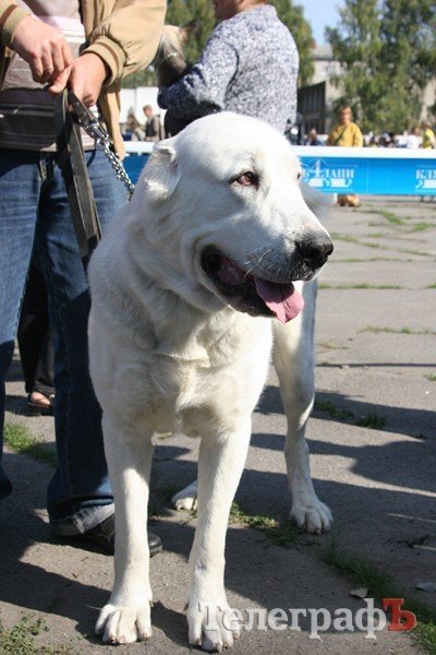 В Кременчуг за медалями съехались собаки В Кременчуг за медалями съехались собаки
