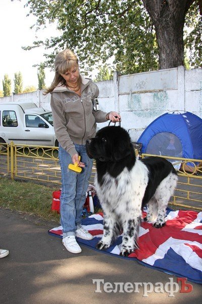 В Кременчуг за медалями съехались собаки В Кременчуг за медалями съехались собаки
