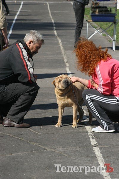 В Кременчуг за медалями съехались собаки В Кременчуг за медалями съехались собаки