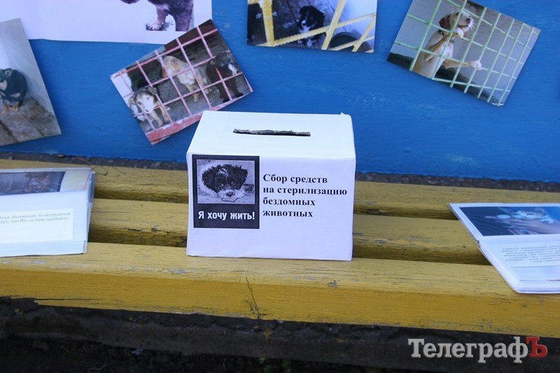 В Кременчуг за медалями съехались собаки В Кременчуг за медалями съехались собаки