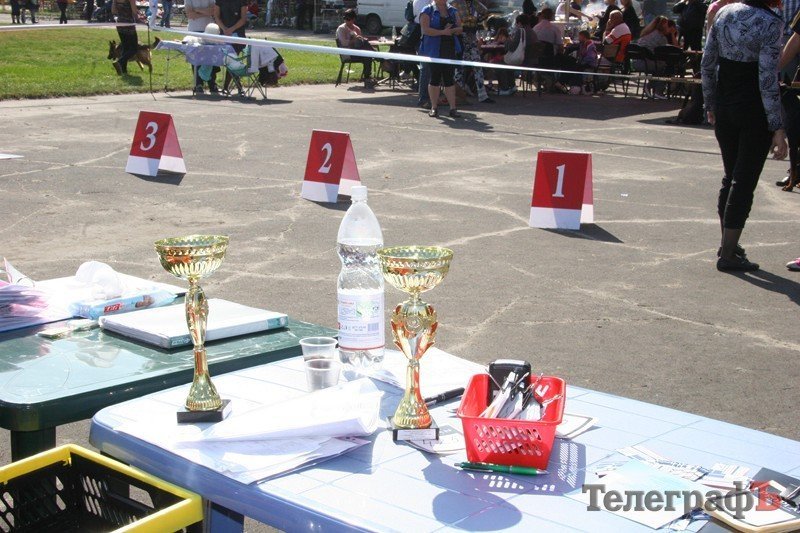 В Кременчуг за медалями съехались собаки В Кременчуг за медалями съехались собаки