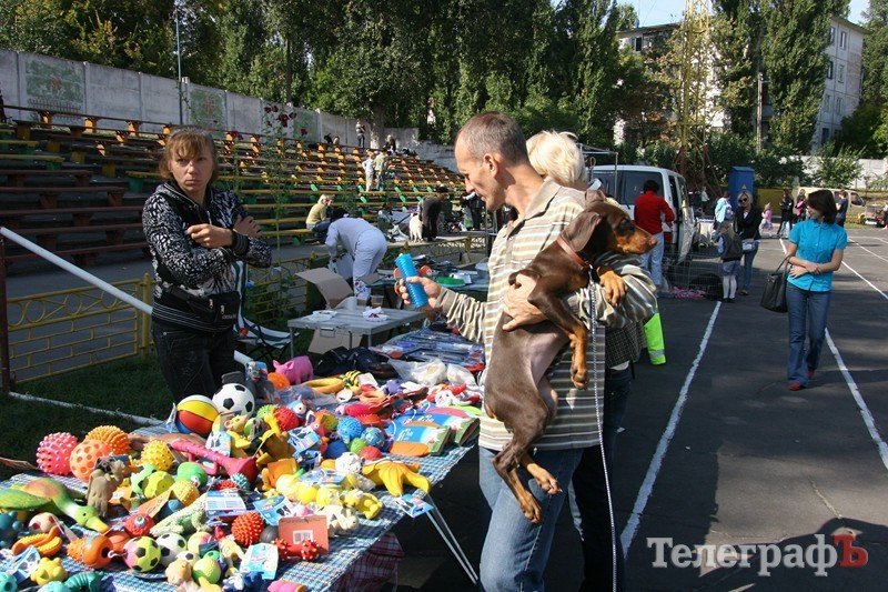 В Кременчуг за медалями съехались собаки В Кременчуг за медалями съехались собаки