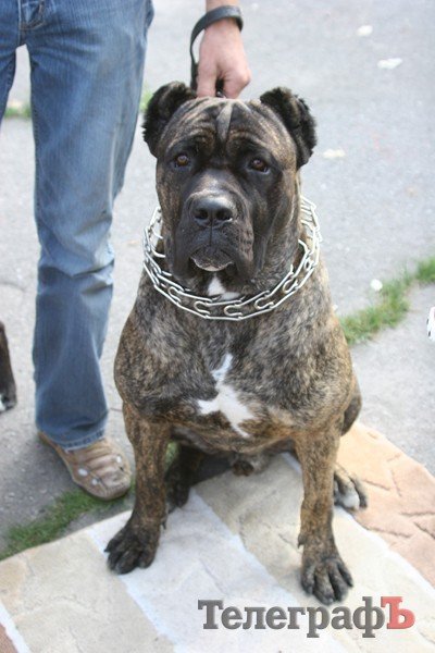 В Кременчуг за медалями съехались собаки В Кременчуг за медалями съехались собаки