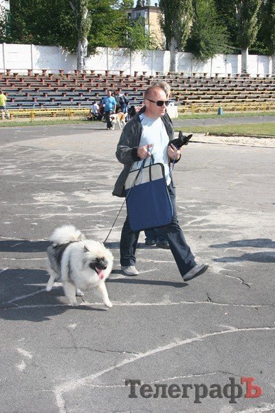 В Кременчуг за медалями съехались собаки В Кременчуг за медалями съехались собаки
