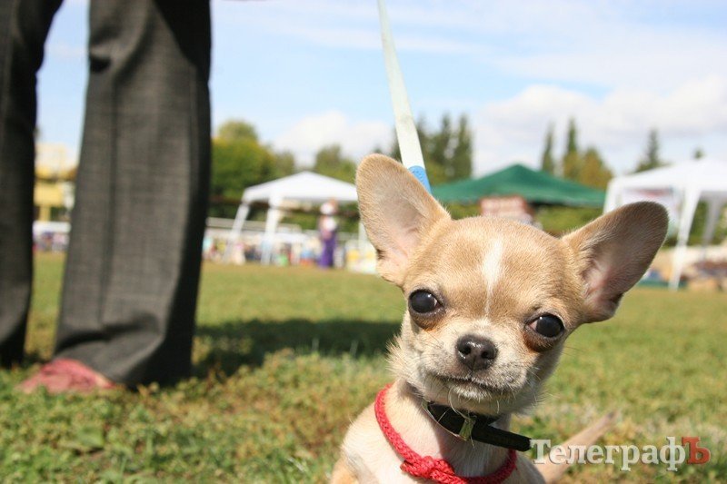 В Кременчуг за медалями съехались собаки В Кременчуг за медалями съехались собаки