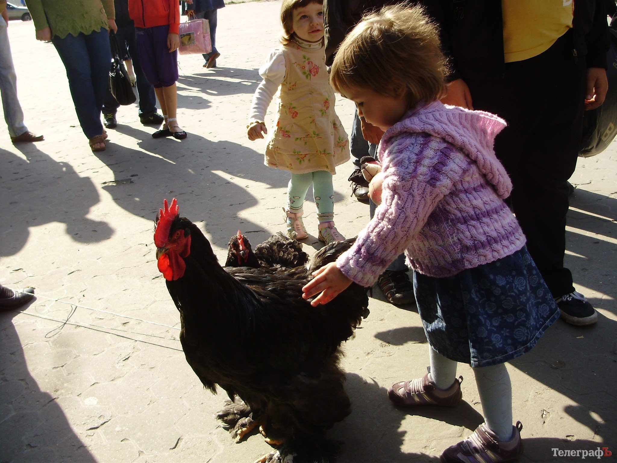 В Кременчуге прошла всеукраинская выставка голубей (ФОТОРЕПОРТАЖ) В Кременчуге прошла всеукраинская выставка голубей (ФОТОРЕПОРТАЖ)