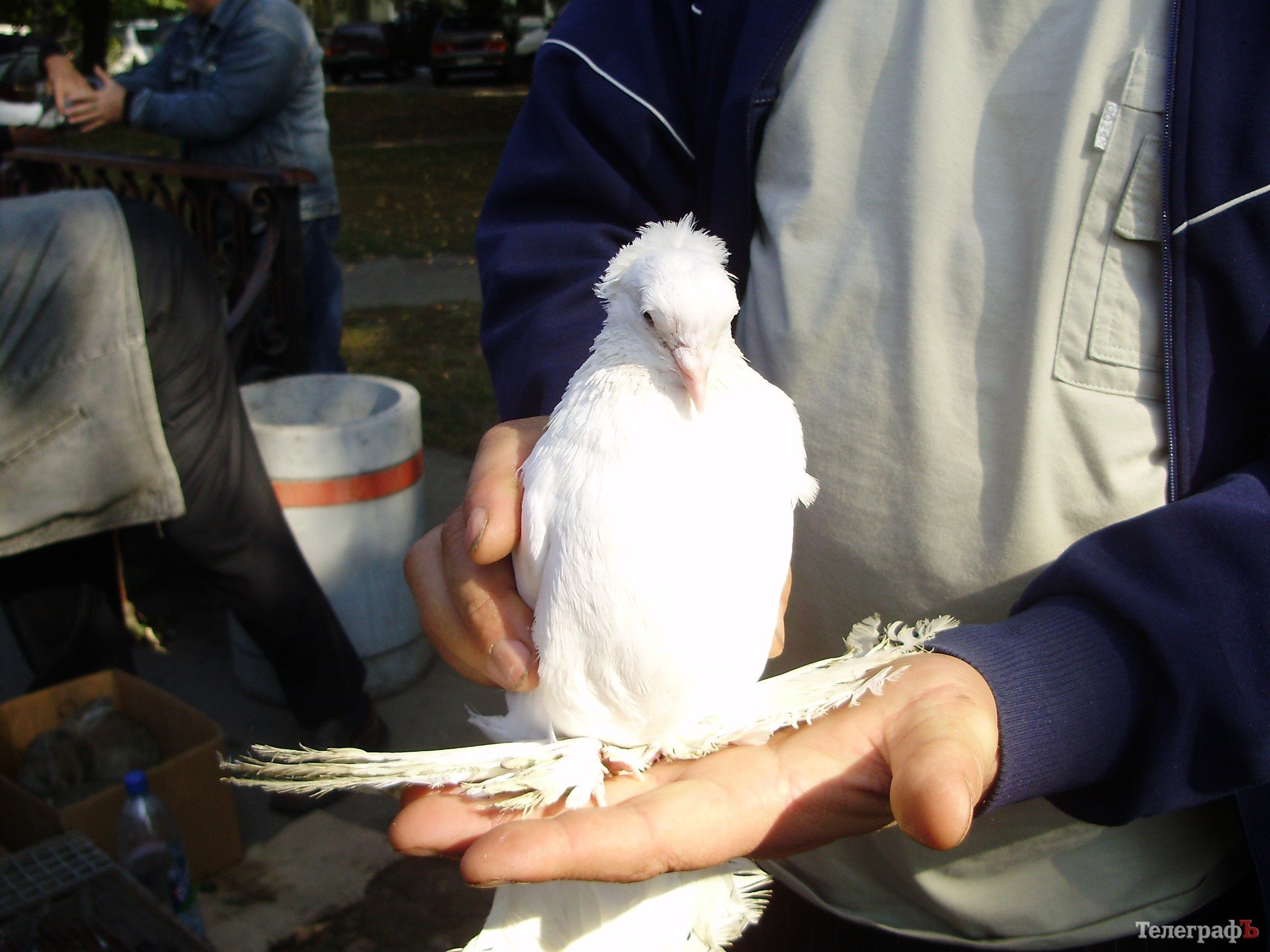 В Кременчуге прошла всеукраинская выставка голубей (ФОТОРЕПОРТАЖ) В Кременчуге прошла всеукраинская выставка голубей (ФОТОРЕПОРТАЖ)