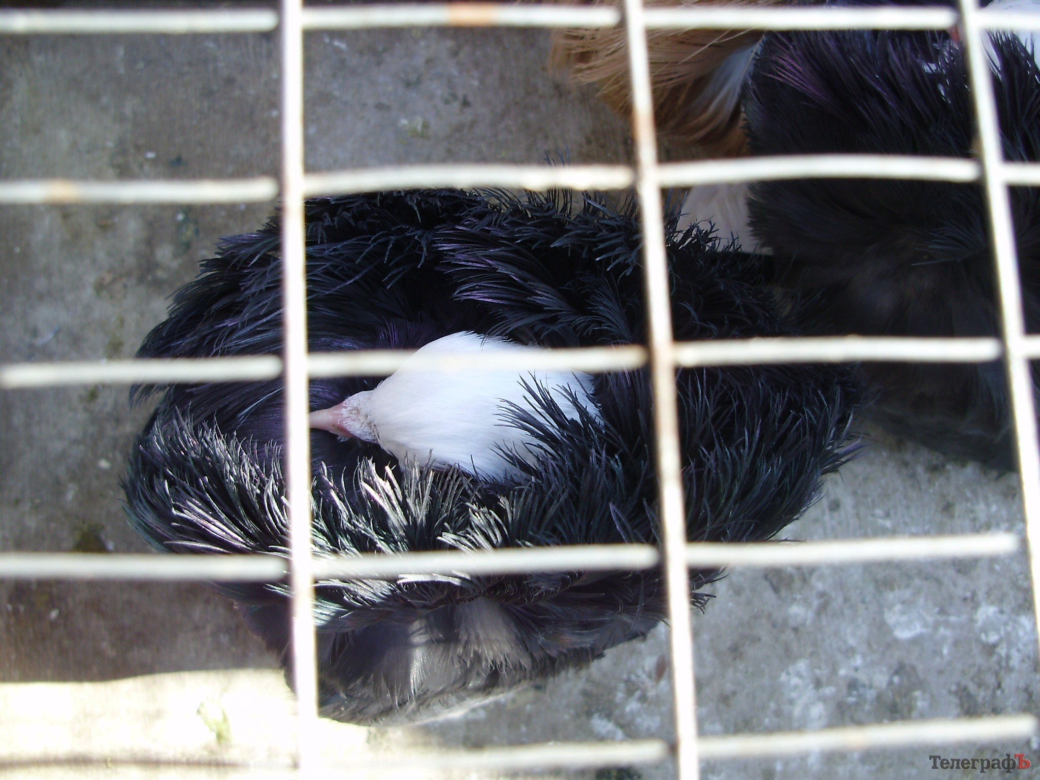 В Кременчуге прошла всеукраинская выставка голубей (ФОТОРЕПОРТАЖ) В Кременчуге прошла всеукраинская выставка голубей (ФОТОРЕПОРТАЖ)