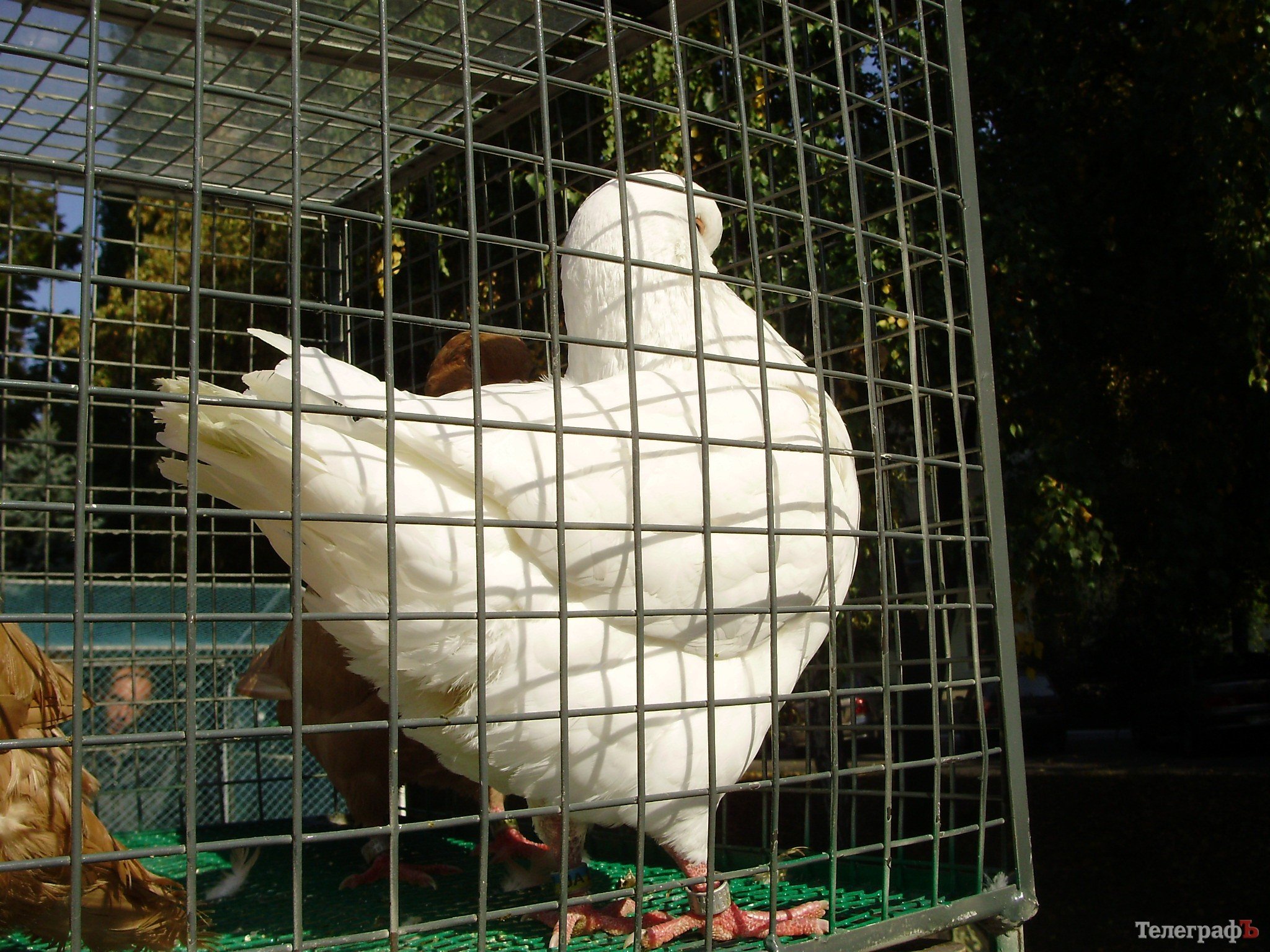 В Кременчуге прошла всеукраинская выставка голубей (ФОТОРЕПОРТАЖ) В Кременчуге прошла всеукраинская выставка голубей (ФОТОРЕПОРТАЖ)