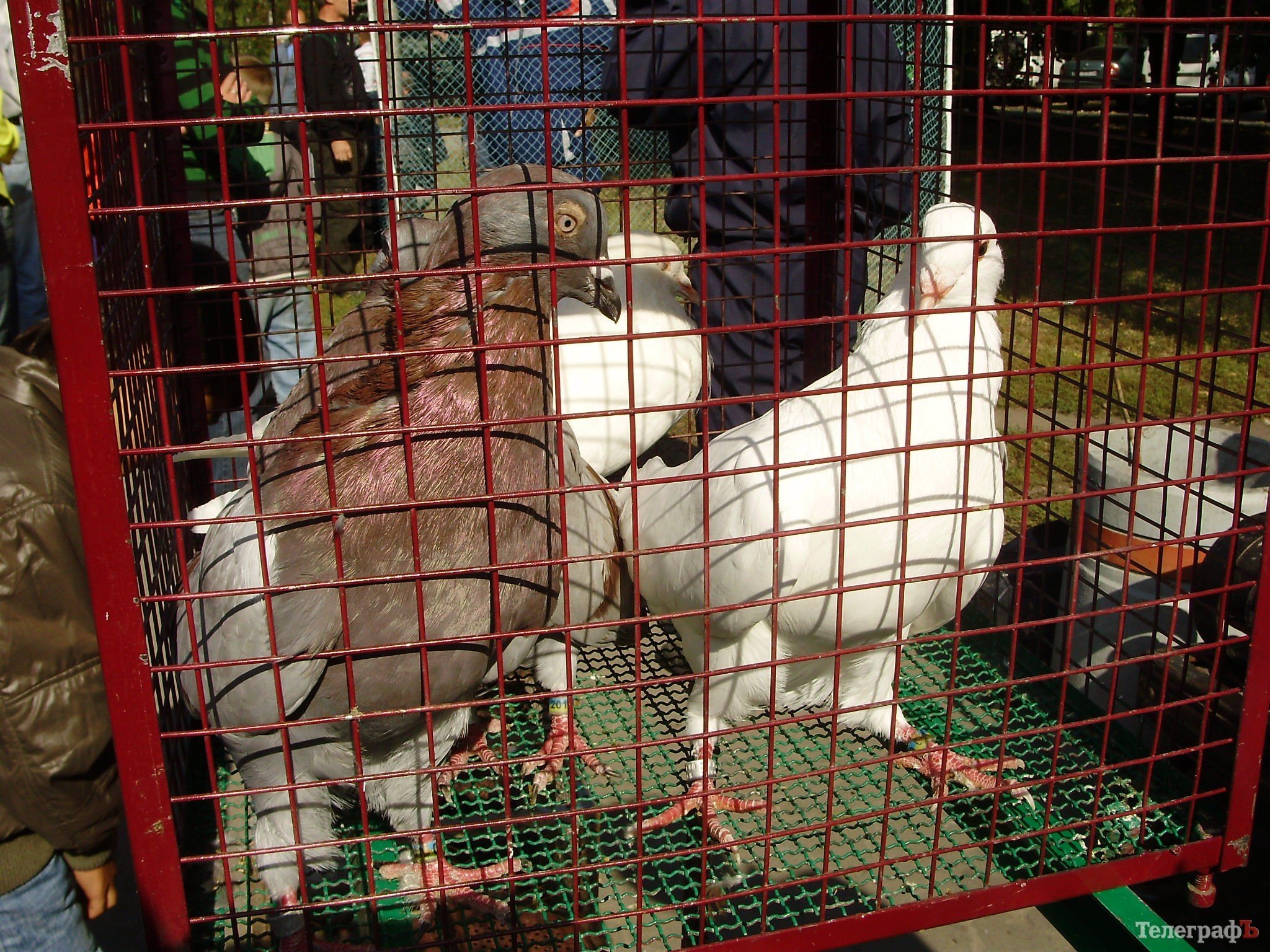 В Кременчуге прошла всеукраинская выставка голубей (ФОТОРЕПОРТАЖ) В Кременчуге прошла всеукраинская выставка голубей (ФОТОРЕПОРТАЖ)