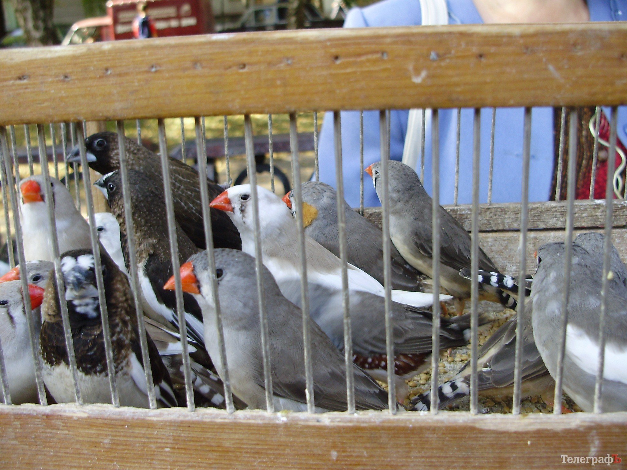 В Кременчуге прошла всеукраинская выставка голубей (ФОТОРЕПОРТАЖ) В Кременчуге прошла всеукраинская выставка голубей (ФОТОРЕПОРТАЖ)