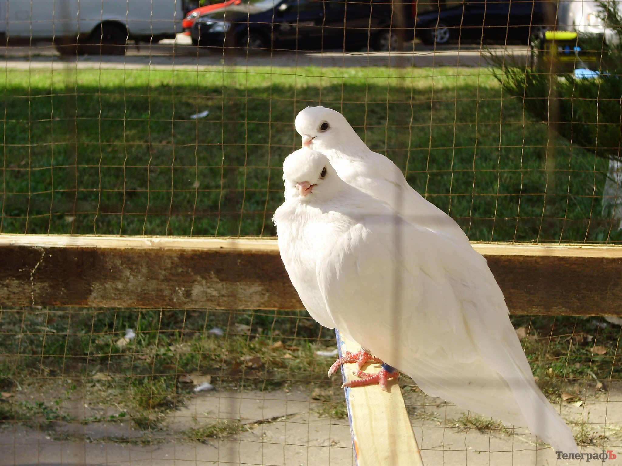 В Кременчуге прошла всеукраинская выставка голубей (ФОТОРЕПОРТАЖ) В Кременчуге прошла всеукраинская выставка голубей (ФОТОРЕПОРТАЖ)