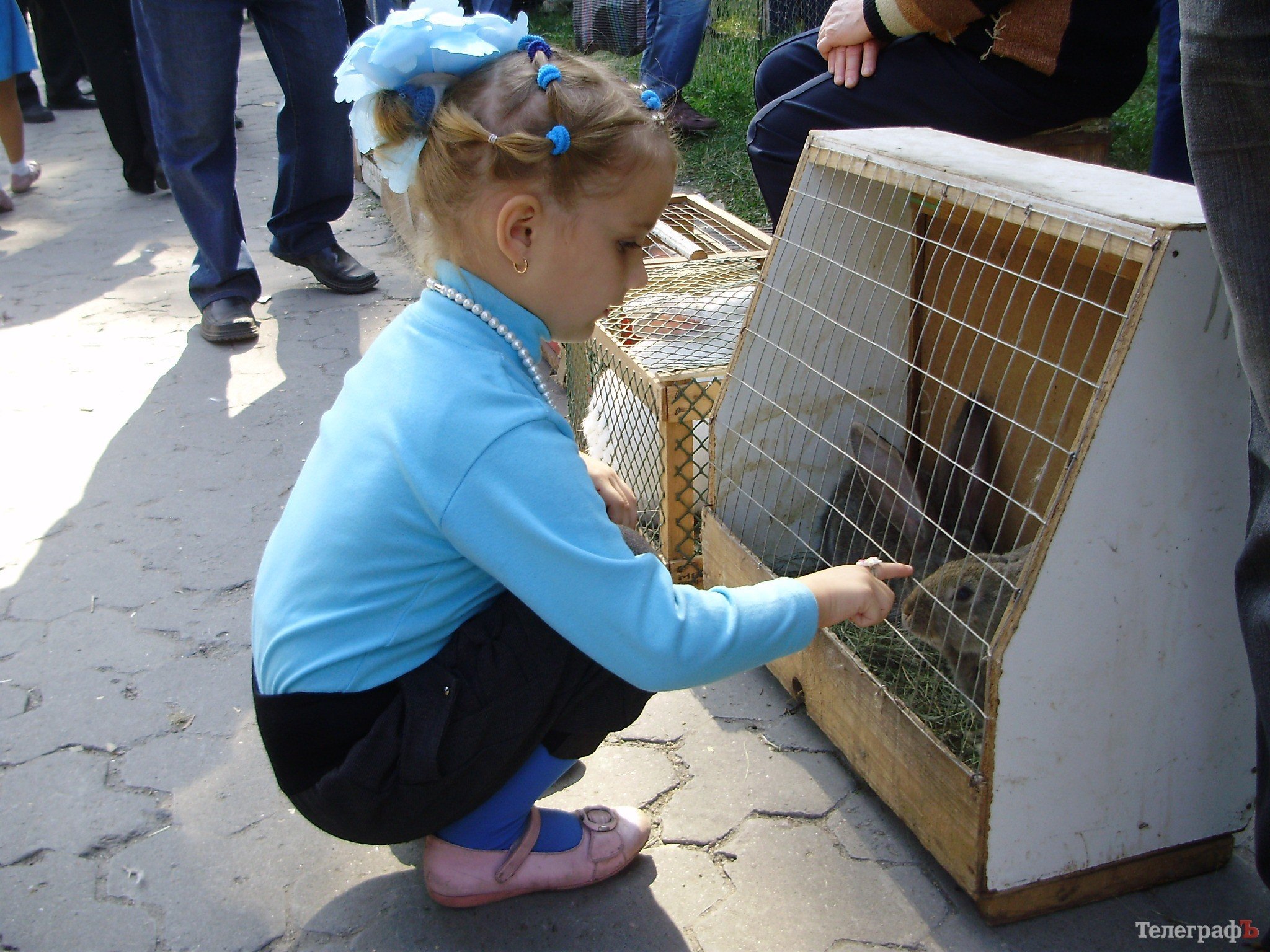В Кременчуге прошла всеукраинская выставка голубей (ФОТОРЕПОРТАЖ) В Кременчуге прошла всеукраинская выставка голубей (ФОТОРЕПОРТАЖ)