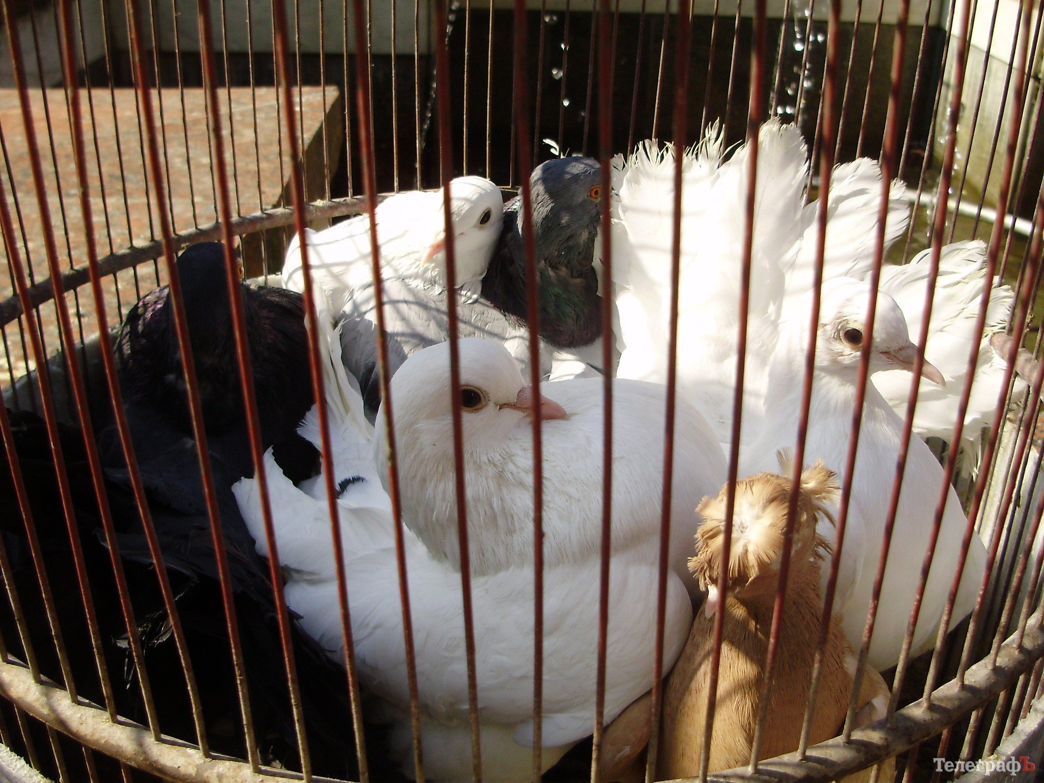 В Кременчуге прошла всеукраинская выставка голубей (ФОТОРЕПОРТАЖ) В Кременчуге прошла всеукраинская выставка голубей (ФОТОРЕПОРТАЖ)