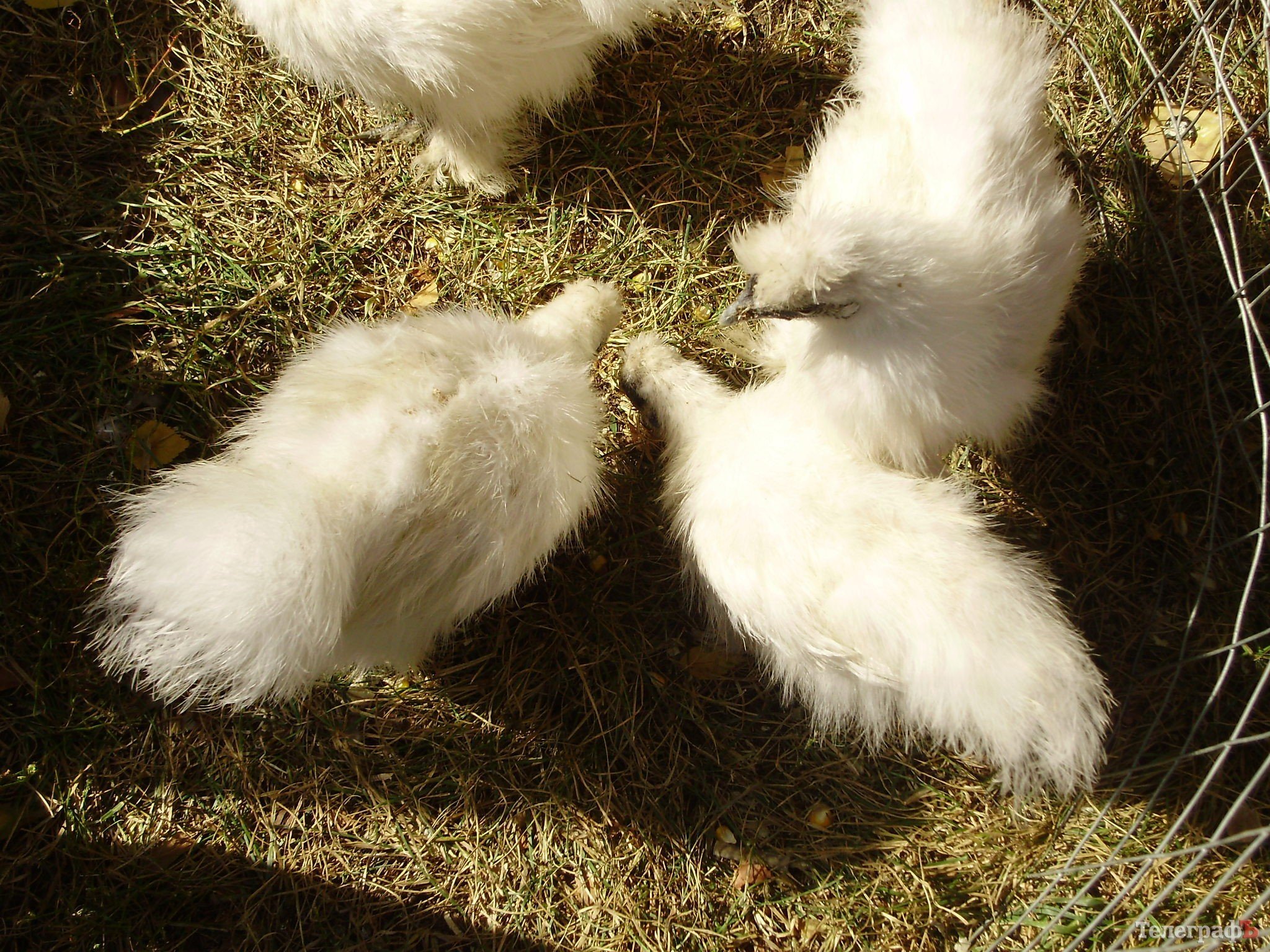 В Кременчуге прошла всеукраинская выставка голубей (ФОТОРЕПОРТАЖ) В Кременчуге прошла всеукраинская выставка голубей (ФОТОРЕПОРТАЖ)