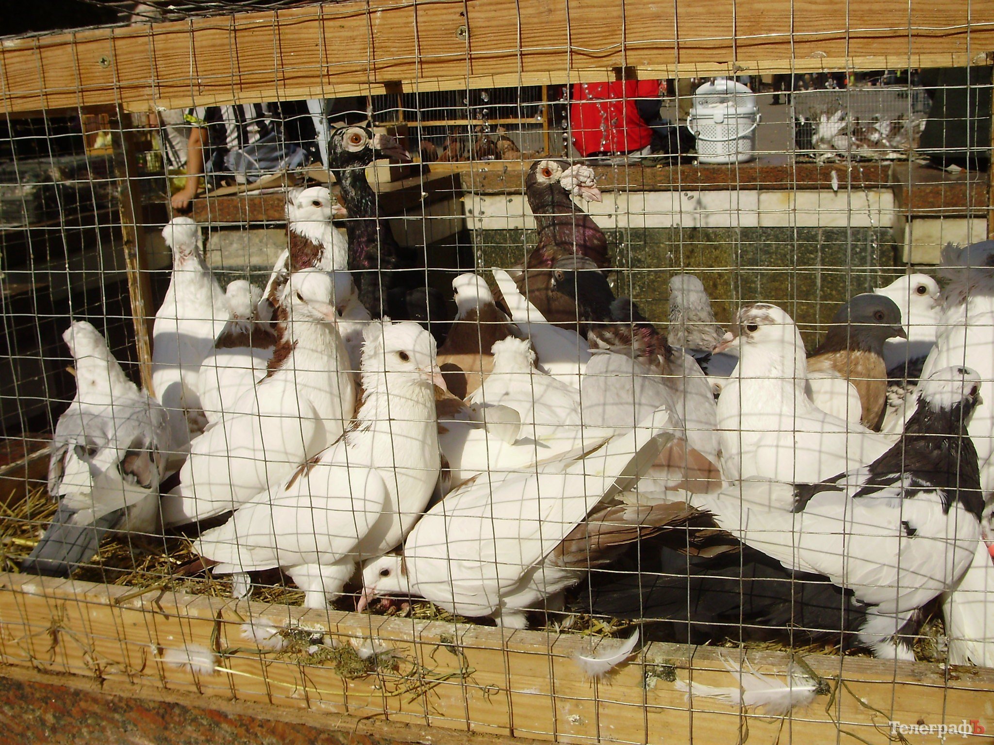 В Кременчуге прошла всеукраинская выставка голубей (ФОТОРЕПОРТАЖ) В Кременчуге прошла всеукраинская выставка голубей (ФОТОРЕПОРТАЖ)