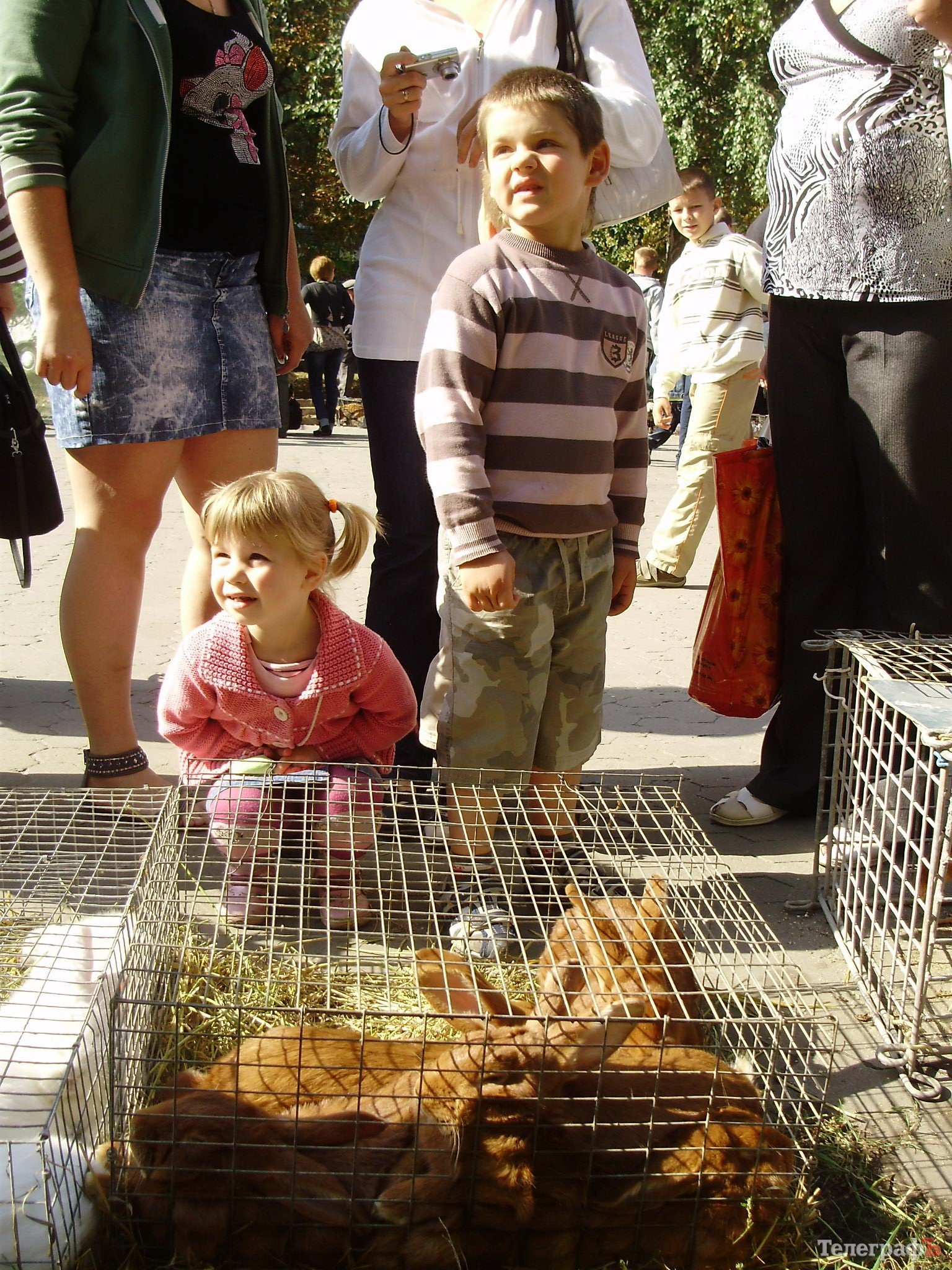 В Кременчуге прошла всеукраинская выставка голубей (ФОТОРЕПОРТАЖ) В Кременчуге прошла всеукраинская выставка голубей (ФОТОРЕПОРТАЖ)