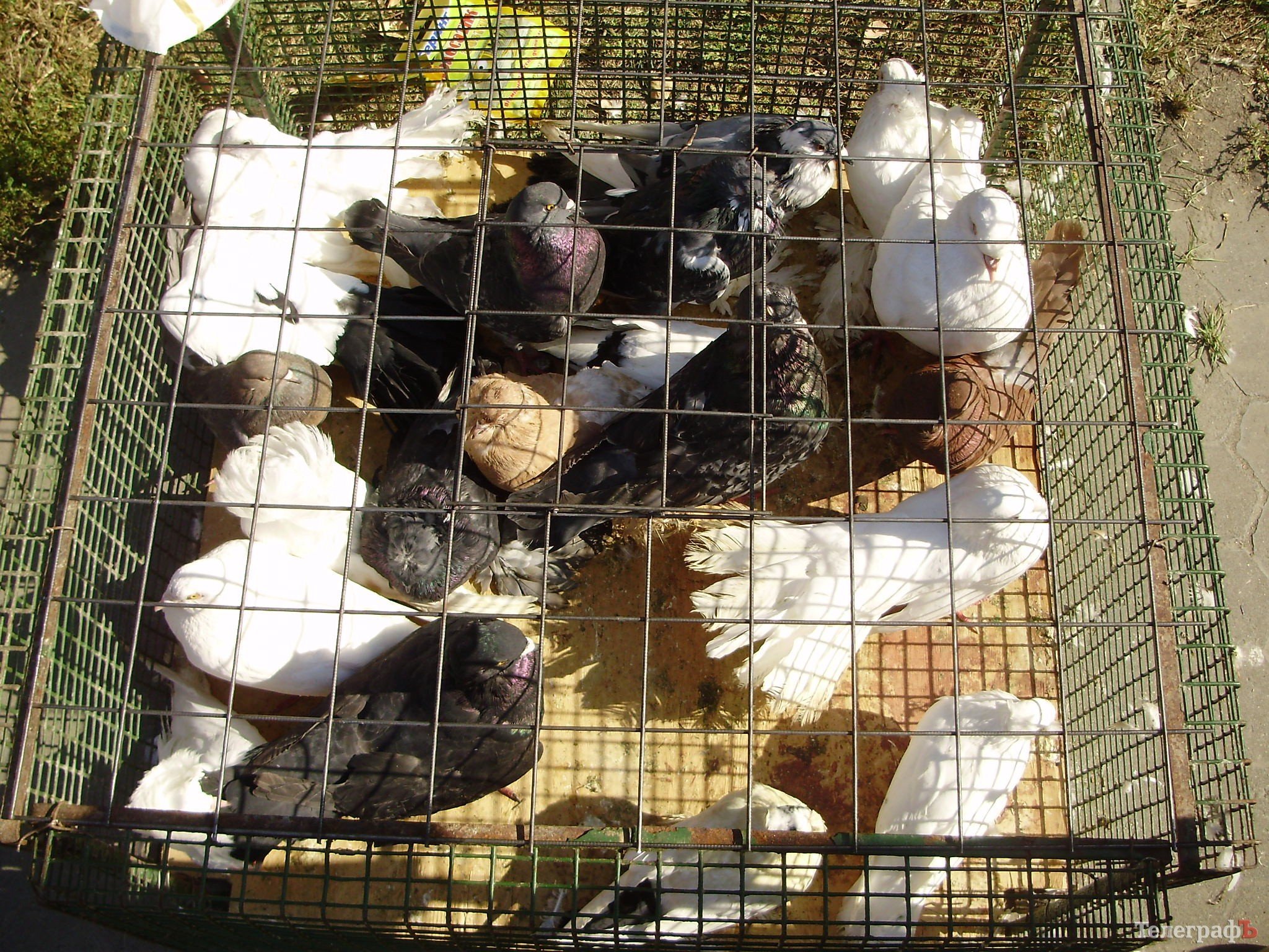 В Кременчуге прошла всеукраинская выставка голубей (ФОТОРЕПОРТАЖ) В Кременчуге прошла всеукраинская выставка голубей (ФОТОРЕПОРТАЖ)