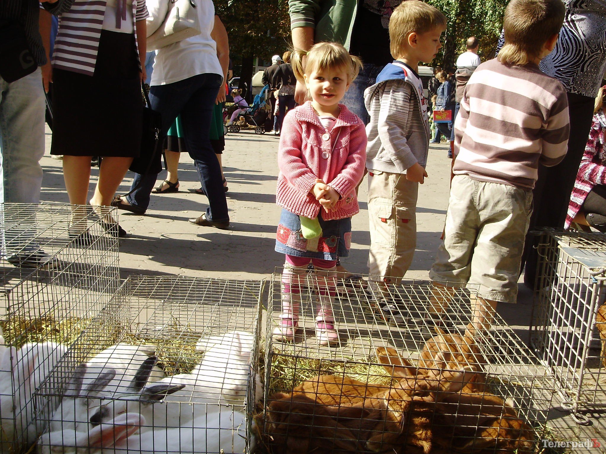 В Кременчуге прошла всеукраинская выставка голубей (ФОТОРЕПОРТАЖ) В Кременчуге прошла всеукраинская выставка голубей (ФОТОРЕПОРТАЖ)