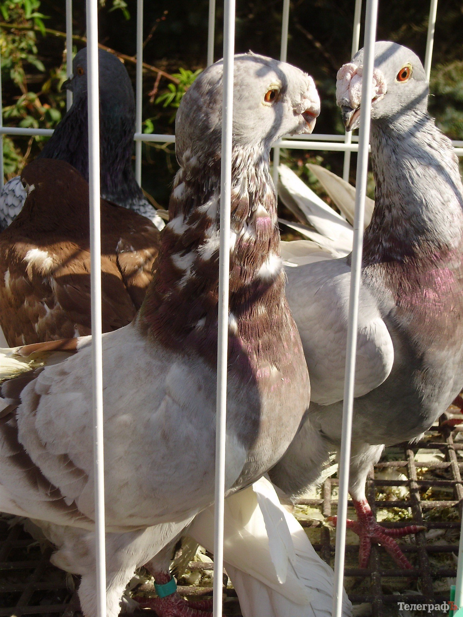 В Кременчуге прошла всеукраинская выставка голубей (ФОТОРЕПОРТАЖ) В Кременчуге прошла всеукраинская выставка голубей (ФОТОРЕПОРТАЖ)