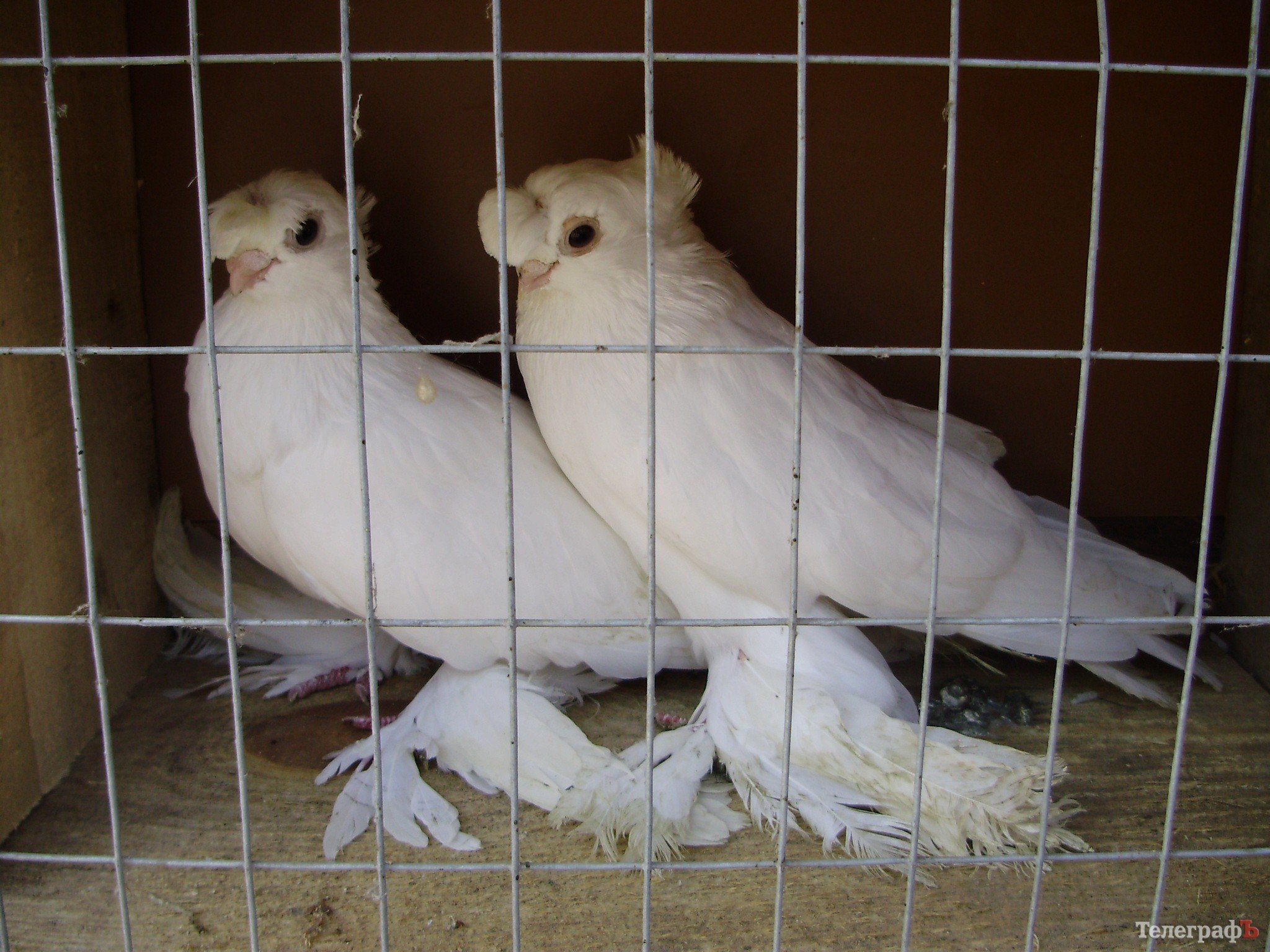 В Кременчуге прошла всеукраинская выставка голубей (ФОТОРЕПОРТАЖ) В Кременчуге прошла всеукраинская выставка голубей (ФОТОРЕПОРТАЖ)