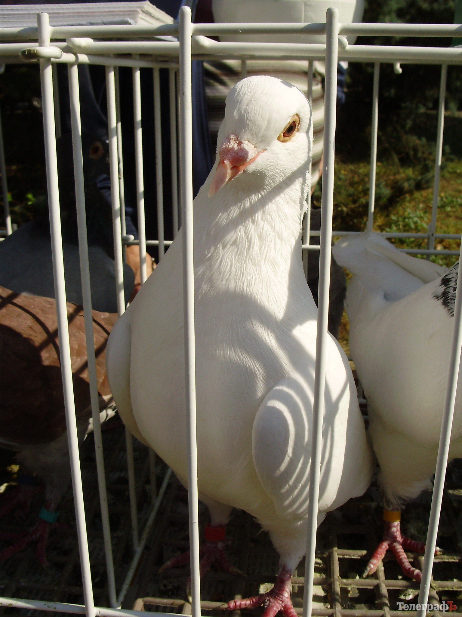 В Кременчуге прошла всеукраинская выставка голубей (ФОТОРЕПОРТАЖ) В Кременчуге прошла всеукраинская выставка голубей (ФОТОРЕПОРТАЖ)