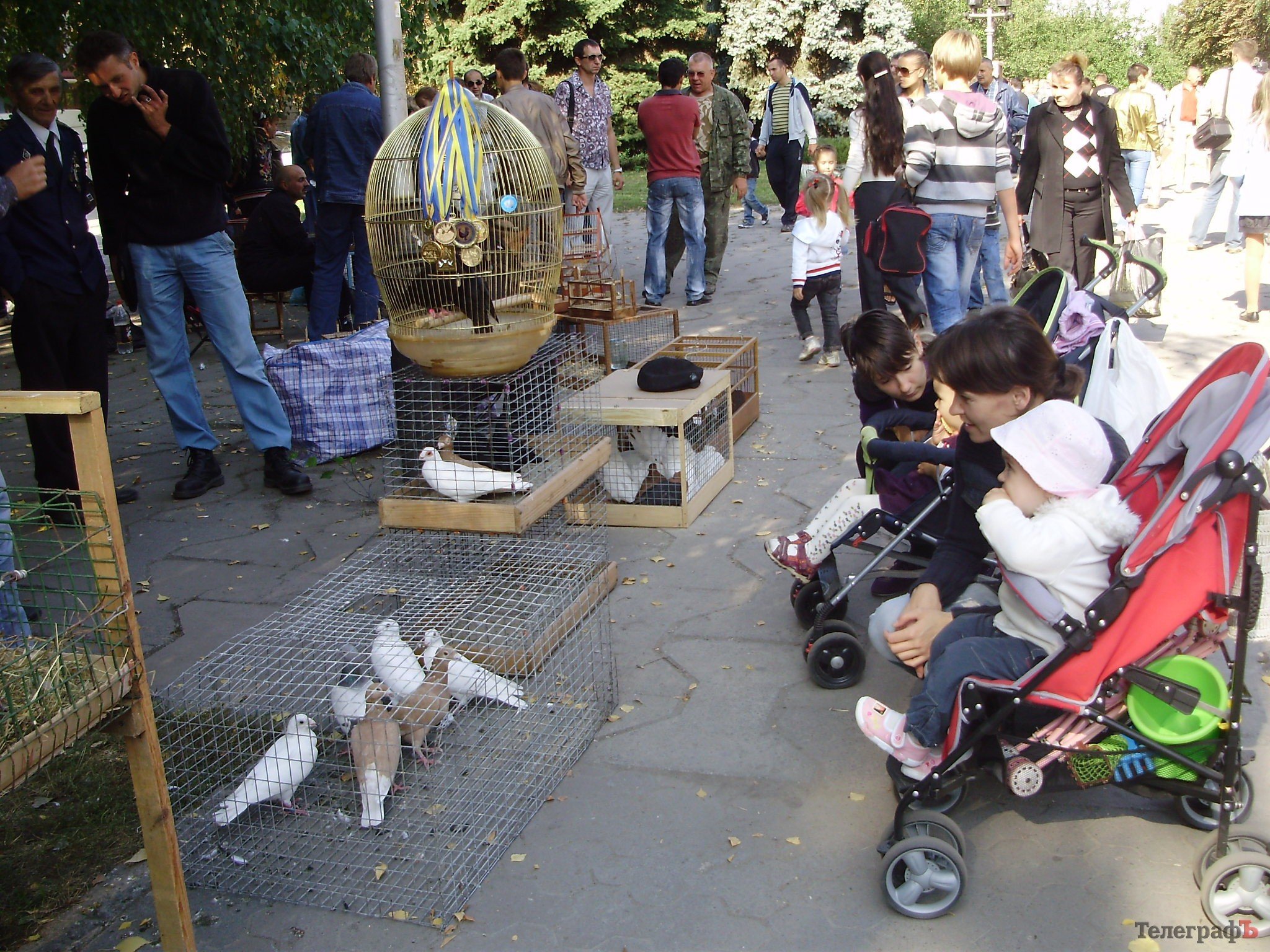 В Кременчуге прошла всеукраинская выставка голубей (ФОТОРЕПОРТАЖ) В Кременчуге прошла всеукраинская выставка голубей (ФОТОРЕПОРТАЖ)