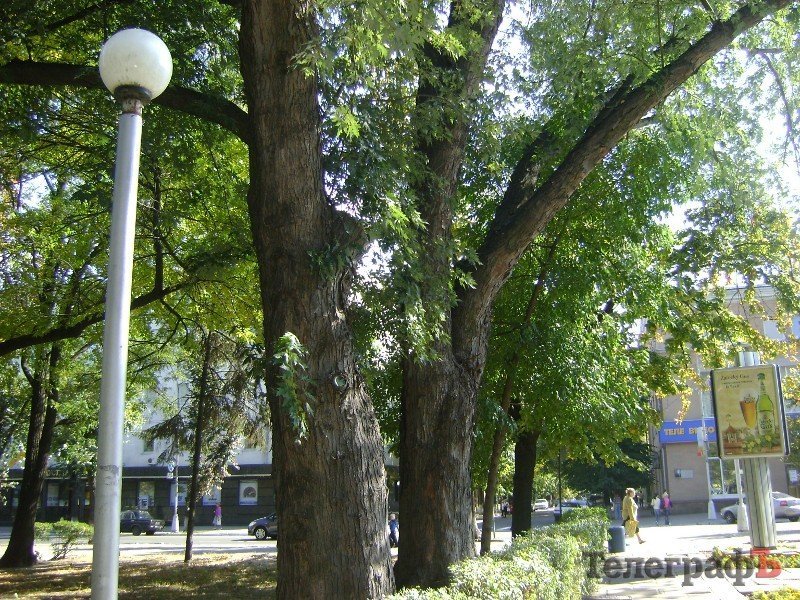 Сотрудники музея обнаружили самые старые уличные посадки в Кременчуге Сотрудники музея обнаружили самые старые уличные посадки в Кременчуге