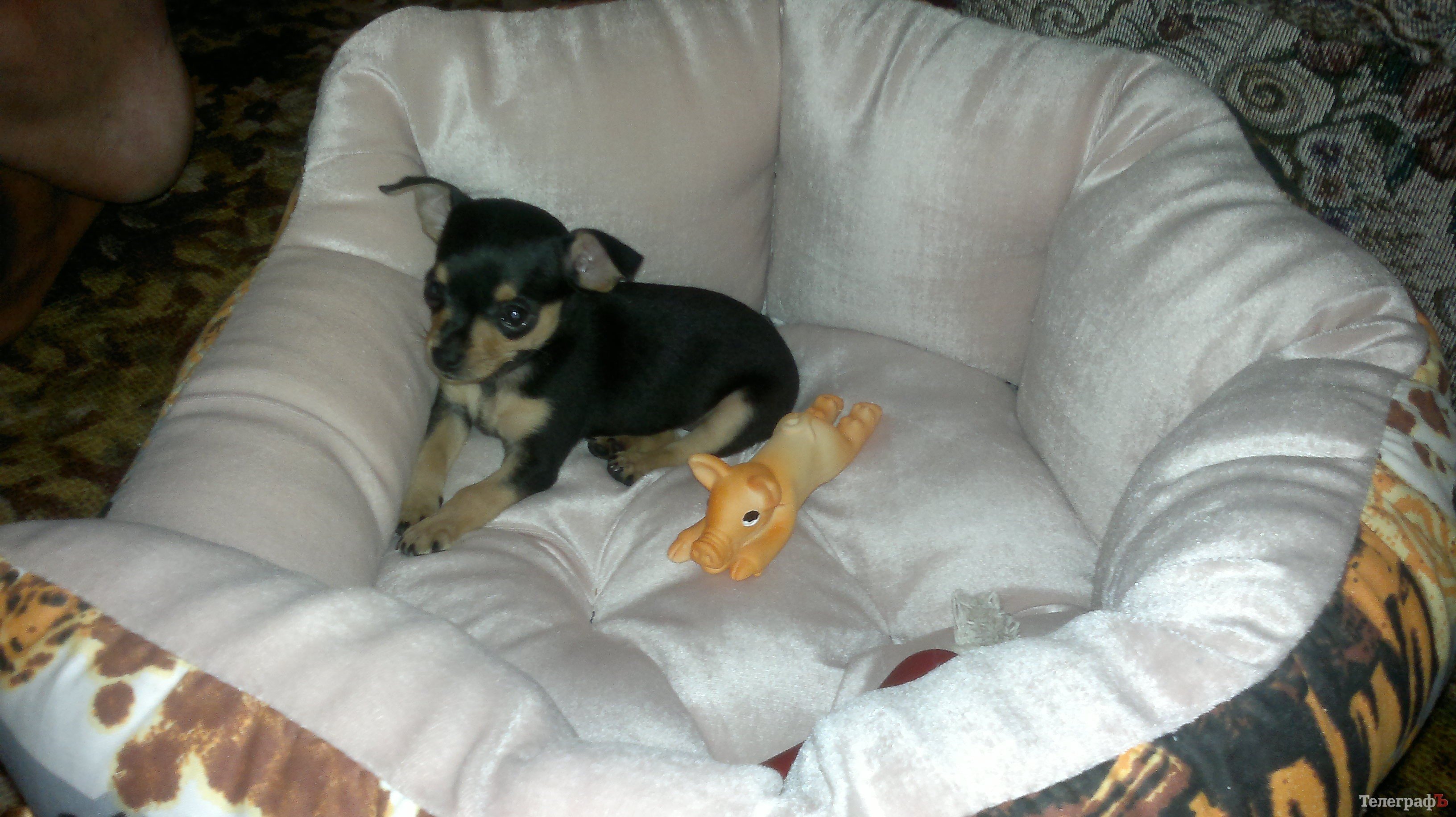 Батюшки, кормление на носу, а у меня же ничего такого, какой там ужин для мужиков Батюшки, кормление на носу, а у меня же ничего такого, какой там ужин для мужиков