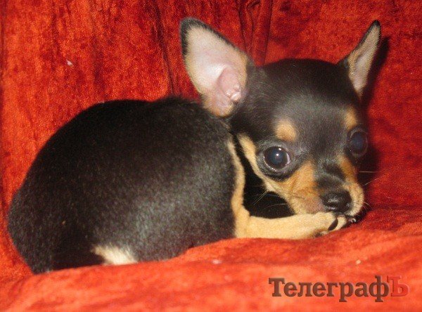 Люди добрые! Собачники!! Я взываю о помощи!!! А то у меня что-то такое чувство, что слово счастье и геморрой - синонимы!!! Люди добрые! Собачники!! Я взываю о помощи!!! А то у меня что-то такое чувство, что слово счастье и геморрой - синонимы!!!