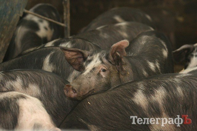 В Миргороде на Полтавщине отмечают праздник свиньи В Миргороде на Полтавщине отмечают праздник свиньи