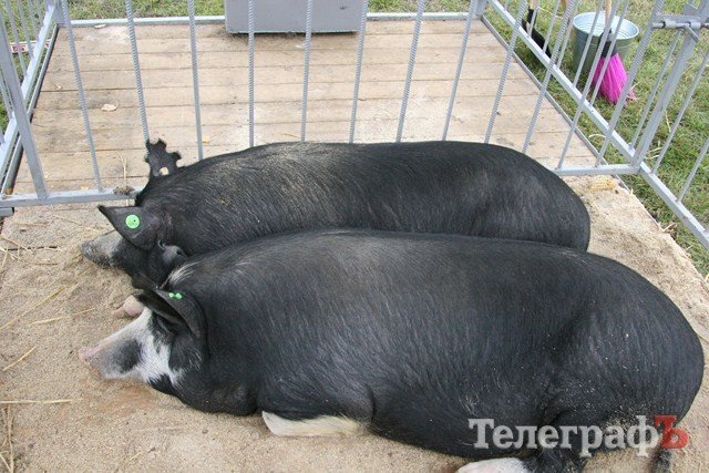 В Миргороде на Полтавщине отмечают праздник свиньи В Миргороде на Полтавщине отмечают праздник свиньи