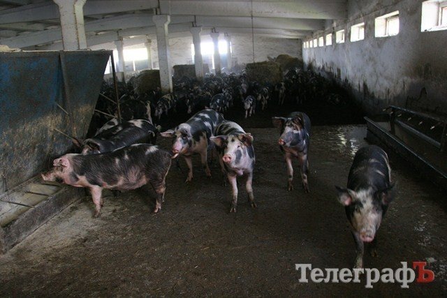 В Миргороде на Полтавщине отмечают праздник свиньи В Миргороде на Полтавщине отмечают праздник свиньи