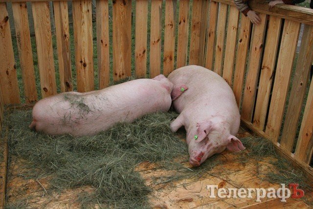 В Миргороде на Полтавщине отмечают праздник свиньи В Миргороде на Полтавщине отмечают праздник свиньи