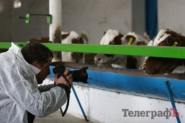В Миргороде на Полтавщине отмечают праздник свиньи В Миргороде на Полтавщине отмечают праздник свиньи
