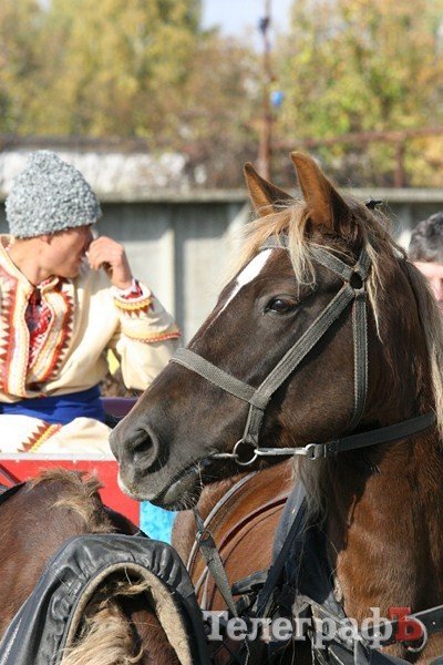 В Миргороде на Полтавщине отмечают праздник свиньи В Миргороде на Полтавщине отмечают праздник свиньи