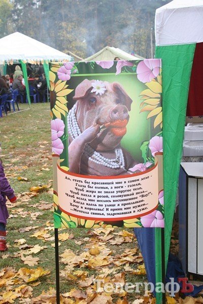 В Миргороде на Полтавщине отмечают праздник свиньи В Миргороде на Полтавщине отмечают праздник свиньи