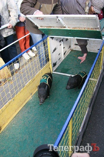 В Миргороде на Полтавщине отмечают праздник свиньи В Миргороде на Полтавщине отмечают праздник свиньи