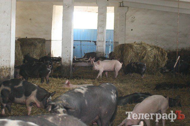 В Миргороде на Полтавщине отмечают праздник свиньи В Миргороде на Полтавщине отмечают праздник свиньи