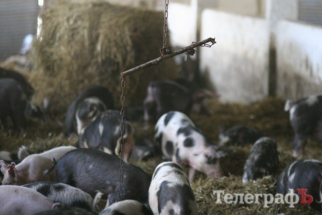 В Миргороде на Полтавщине отмечают праздник свиньи В Миргороде на Полтавщине отмечают праздник свиньи
