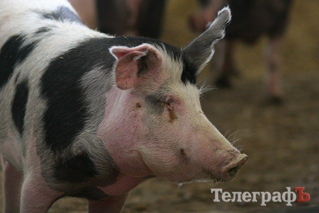 В Миргороде на Полтавщине отмечают праздник свиньи В Миргороде на Полтавщине отмечают праздник свиньи