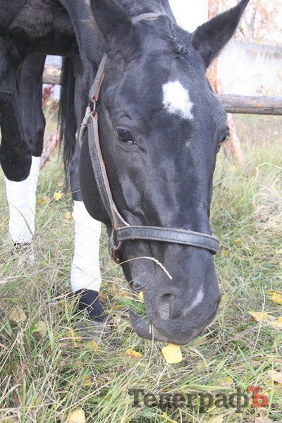 В Миргороде на Полтавщине отмечают праздник свиньи В Миргороде на Полтавщине отмечают праздник свиньи