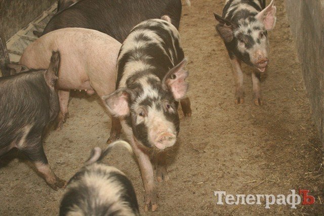 В Миргороде на Полтавщине отмечают праздник свиньи В Миргороде на Полтавщине отмечают праздник свиньи
