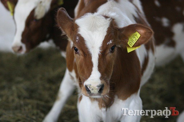 В Миргороде на Полтавщине отмечают праздник свиньи В Миргороде на Полтавщине отмечают праздник свиньи