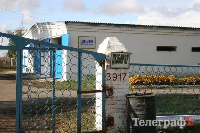 В Миргороде на Полтавщине отмечают праздник свиньи В Миргороде на Полтавщине отмечают праздник свиньи