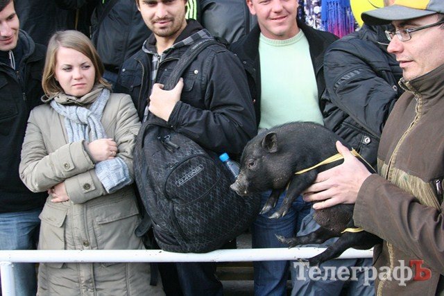 В Миргороде на Полтавщине отмечают праздник свиньи В Миргороде на Полтавщине отмечают праздник свиньи