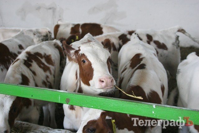 В Миргороде на Полтавщине отмечают праздник свиньи В Миргороде на Полтавщине отмечают праздник свиньи