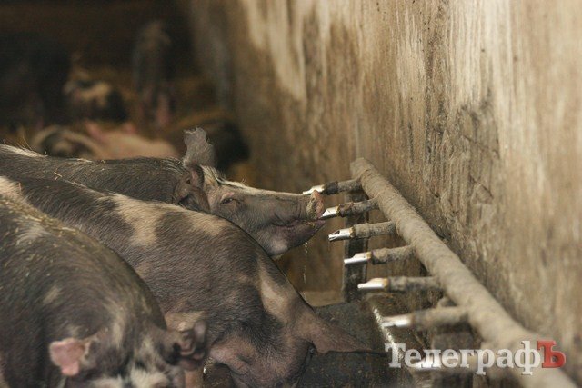 В Миргороде на Полтавщине отмечают праздник свиньи В Миргороде на Полтавщине отмечают праздник свиньи